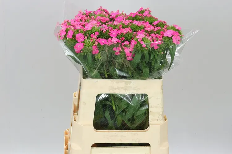 Di Barb Sweet Will Pink 55 cm