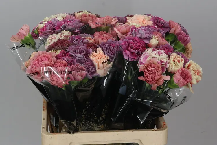 Karafiáty (Carnation)