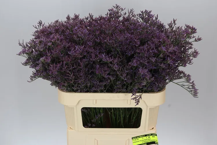 Lim. Piuma Blue 80 cm