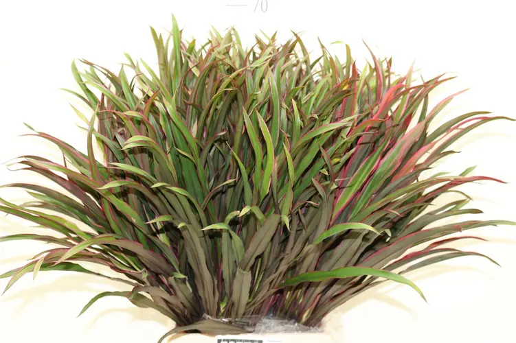 Dracaena Chicken Tail 60 cm