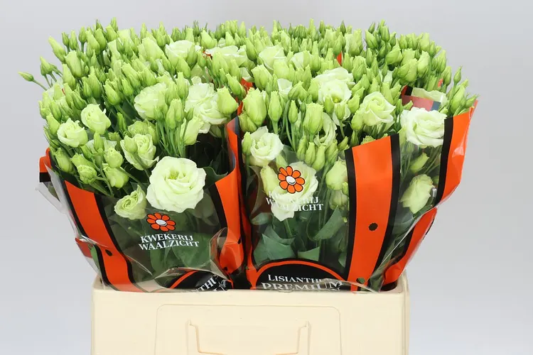 Eust Du Rosita Green Waalzicht 72 cm