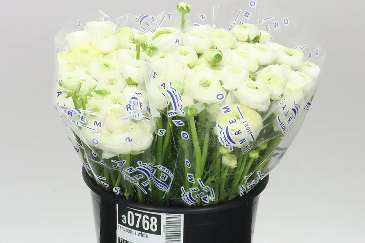 Iskerník White 40 cm