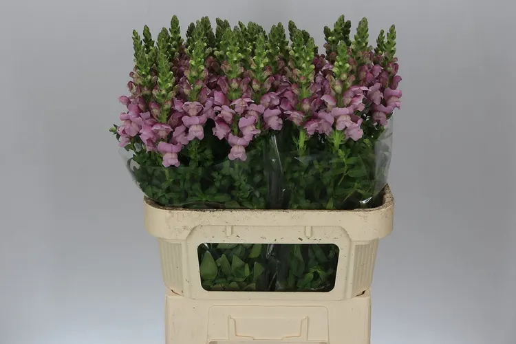 Papuľka Lavendel 80 cm