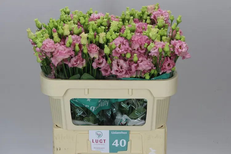 Eust Du Alissa Pink X50 72 cm