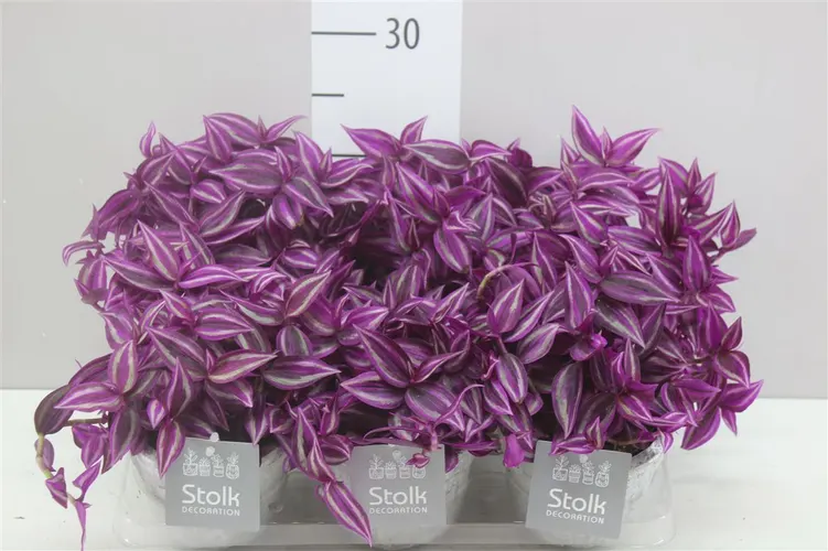Tradescantia Pink Paradise Stone v keramike črepník 12 cm