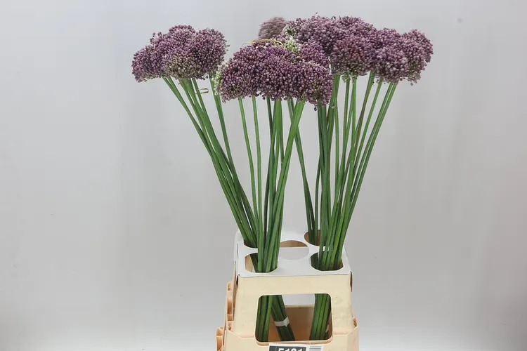 Allium Purple Mystery 85 cm