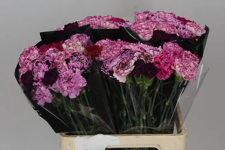 Di St Mix Purple 60 cm