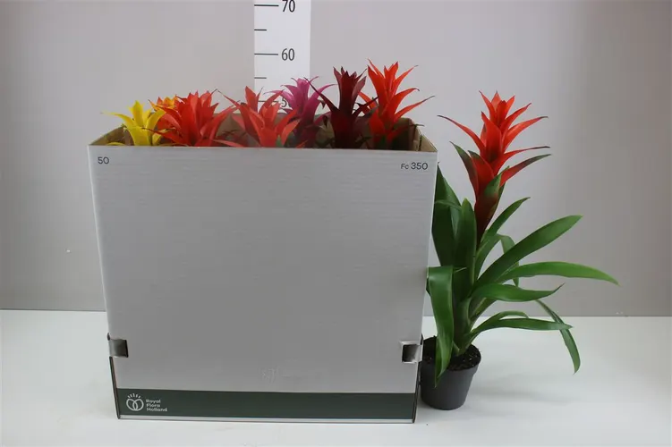 Guzmania Gemengd črepník 13 cm