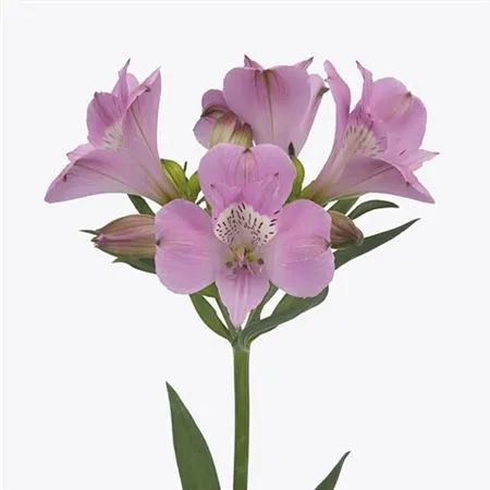 Alstro Layla Xxl 75 cm