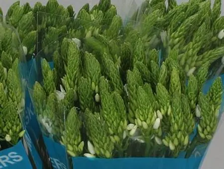 Ornithogalum Th Mount Fuji 60 cm