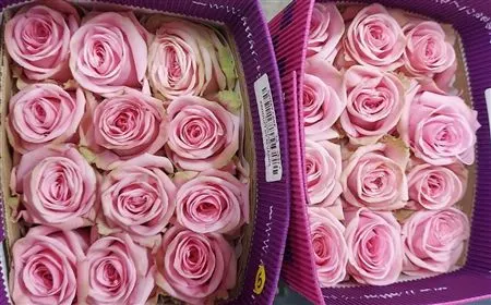 Rosa Gr Ec Sweet Cake 50 cm