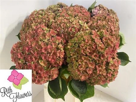 Hortenzia Anastasia Classic 80 cm