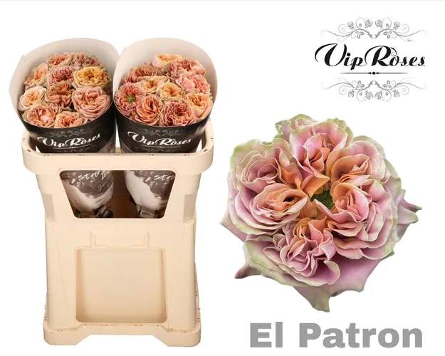 R Gr El Patron X20 70 cm