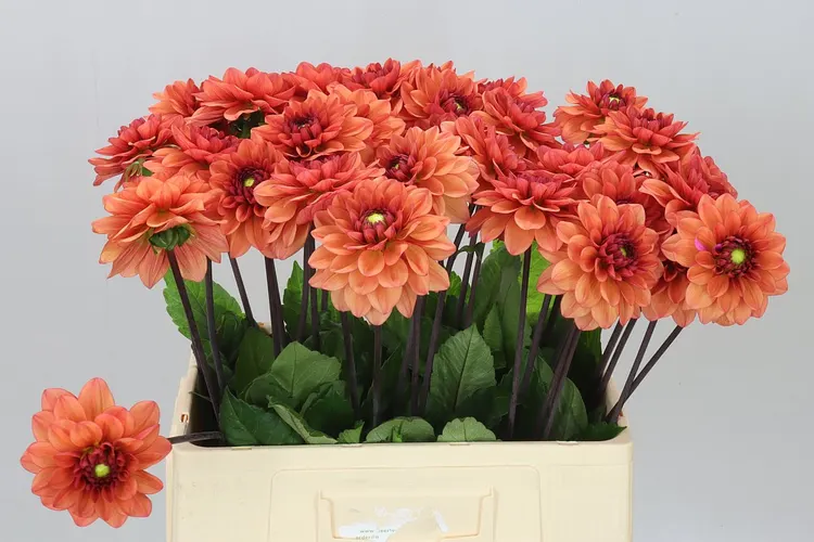 Dahlia Orange Girl 60 cm