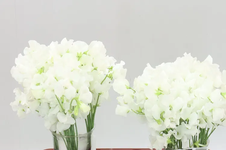 Lathyrus White 35 cm
