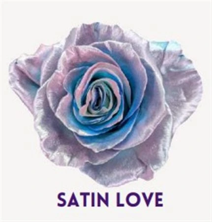 Ruža farbená Satin Love, Ekvádor 50 cm