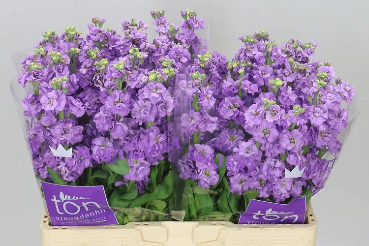 Matthiola Lavender 55 cm