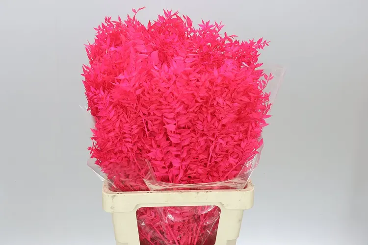 Dried Ruscus Fuxia 70 cm