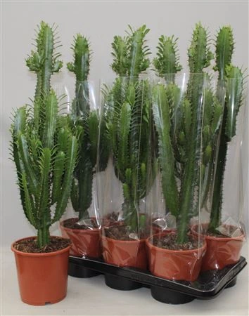 Euphorbia Trigona zelená črepník 17 cm