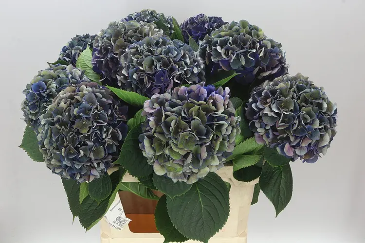 Hydrangea King Classic 80 cm