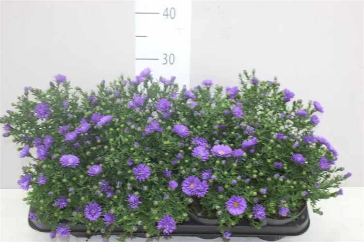 Aster D Purple črepník 13 cm