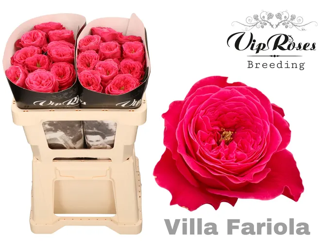 Ruža Villa Fariola 50 cm