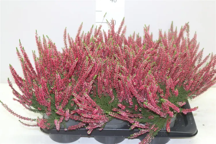 Calluna Beauty Ladies Rood črepník 17 cm