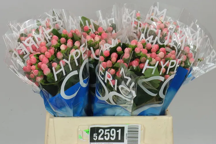 Hyperikum Coco Casino 40 cm