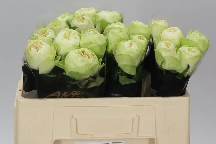 Rosa Gr White Kahala 50 cm