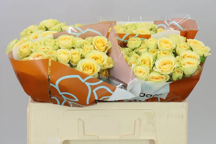 Rosa Tr Bandolero 50 cm