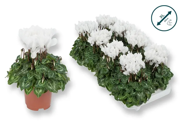 Cyclamen Kl Wit črepník 10,5 cm