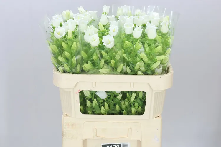 Campanula M Champ White 70 cm
