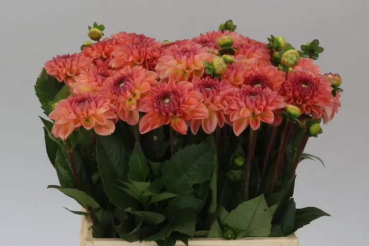 Dahlia Chanel 40 cm