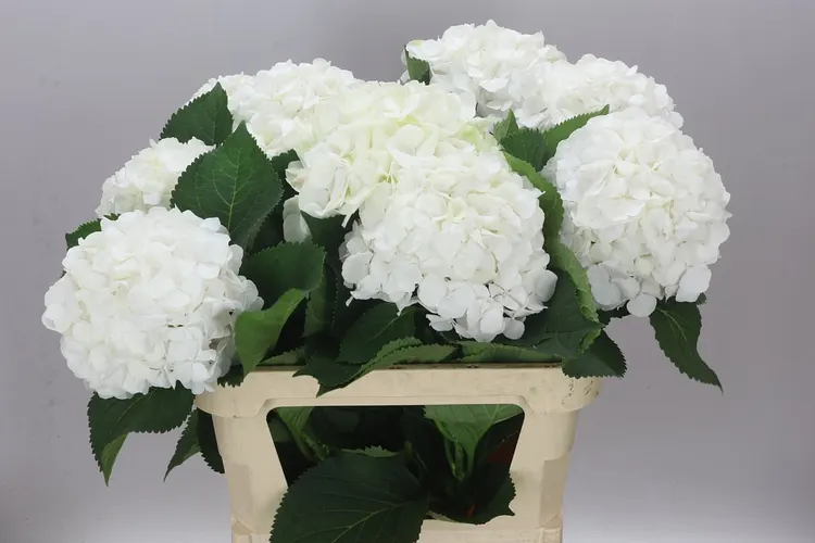 Hyd Verena White 80 cm