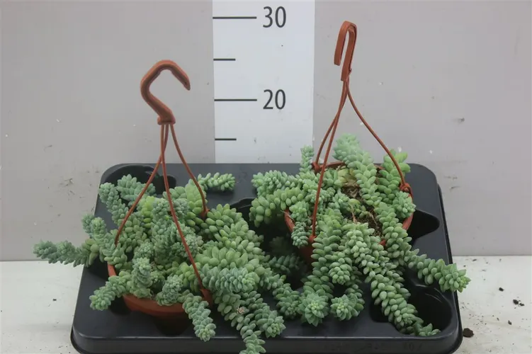 Sedum Burrito Hang črepník 14 cm