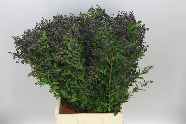 Ligustrum Libelle 80 cm