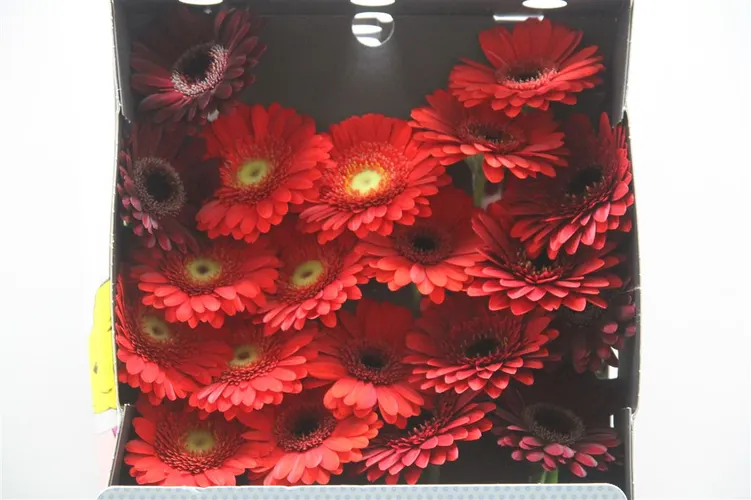 Germ. D Mixed Red 55 cm