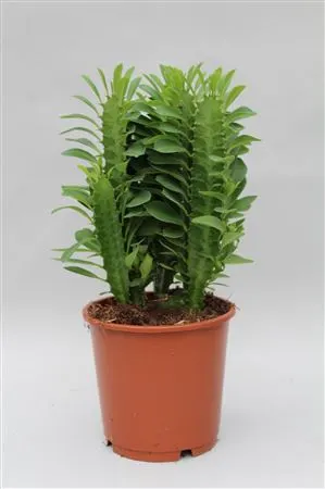 Euphorbia Trigona zelená črepník 12 cm