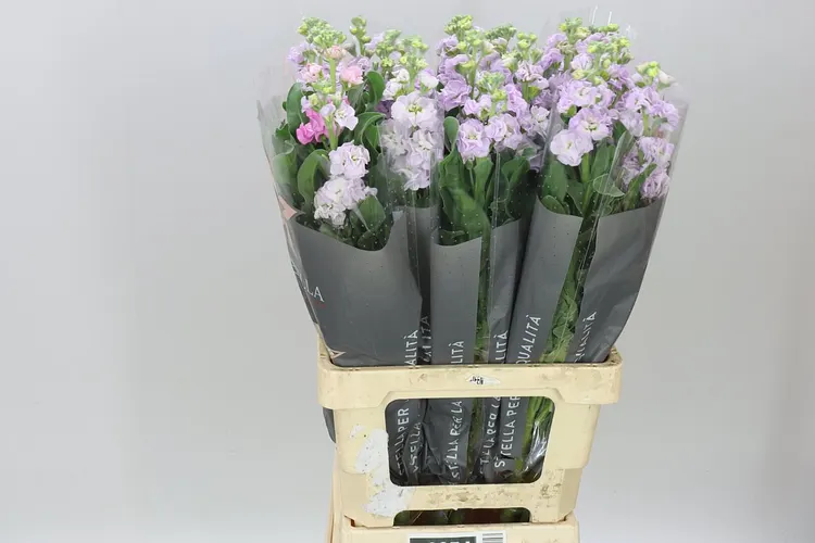 Matthiola Lavender It. Imp 70 cm