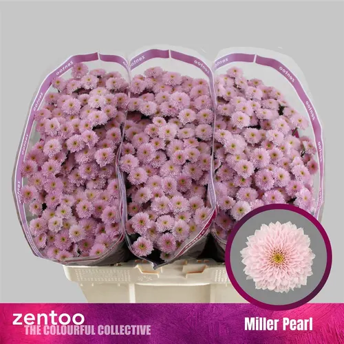 Chryzantéma santini Miller Pearl 55 cm