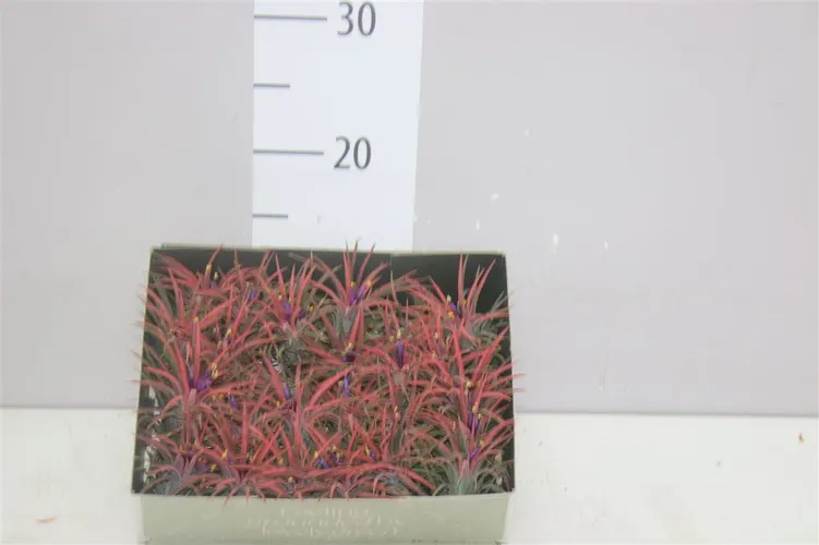 Tillandsia ostatné Airplants črepník 6 cm