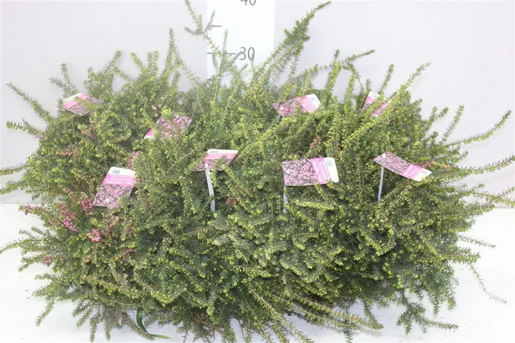 Vresovec Wi Darleyensis červený črepník 12 cm