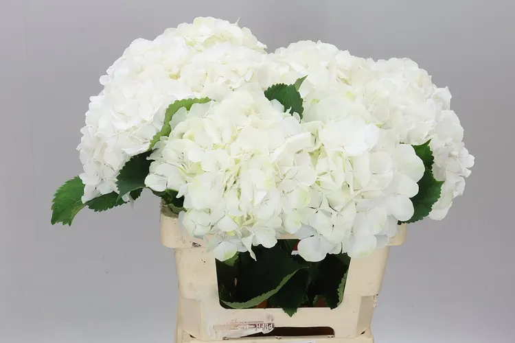 Hyd Verena White 60 cm