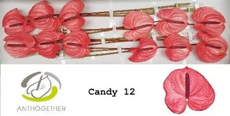 Anth Candy