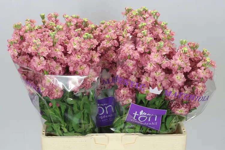 Matthiola Antiqu Rose 55 cm