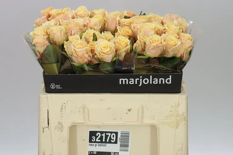 Rosa Gr Bellini! 55 cm