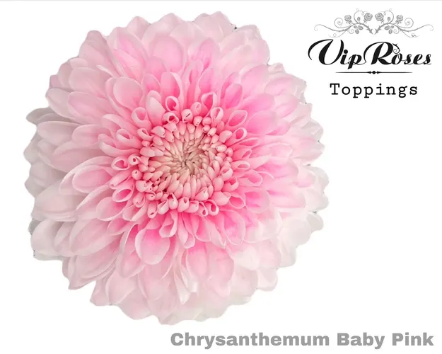 Chr G Baby Pink 75 cm