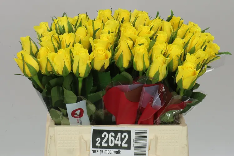 Rosa Gr Moonwalk 40 cm