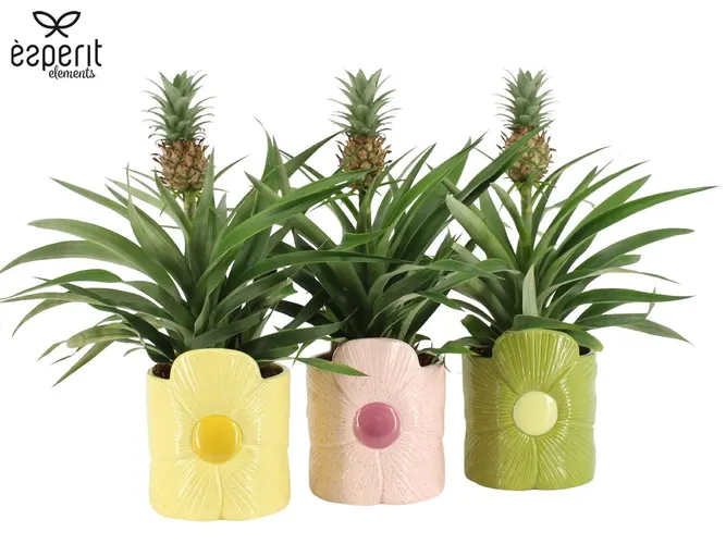7503572: Reinvention Ananas Mi Amigo črepník 12 cm