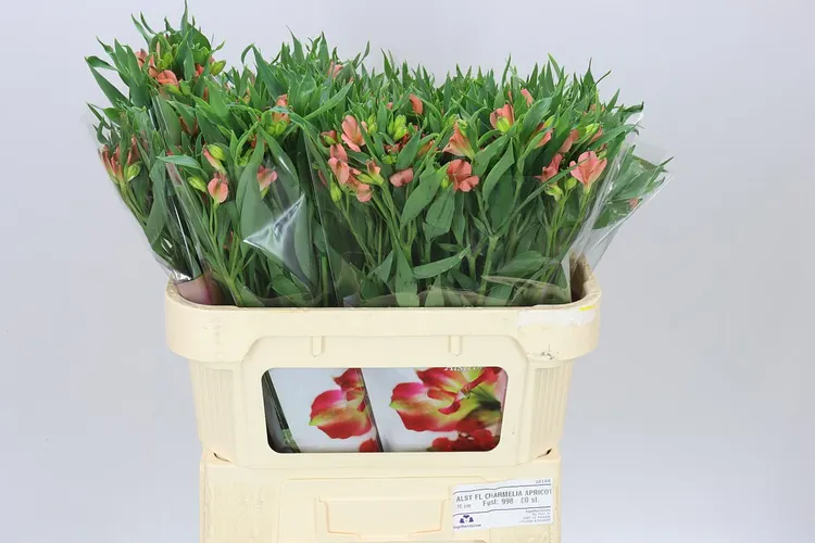 Alstro Charmelia Apricot 70 cm